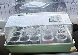 Electric propagator, filled with pepper plant seedlings, in front of a house window.