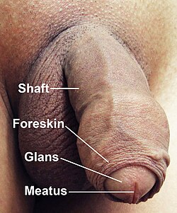 Penis of a human, with pubic hair removed to show anatomical detail
