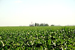 Soybean fields near Junín