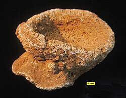 Raphidonema faringdonense, a fossil sponge from the Cretaceous of England