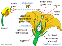 Diagram illustrating the process of fertilisation, where the ovules are fused with the sperm cells within pollen grains