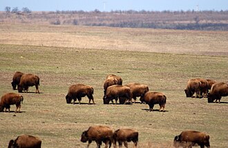 A herd of American bison grazing at Tall Grass Prairie Preserve in Osage County, Oklahoma