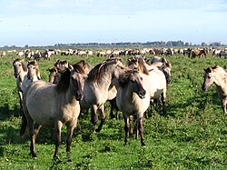 Konik ponies in the Oostvaardersplassen reserve