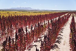 A red quinoa field in Uyuni, Bolivia
