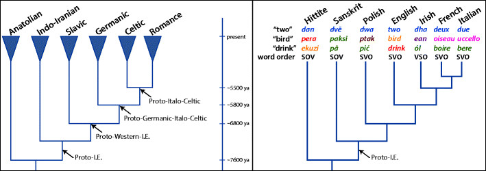 Phylogeny of Indo-European languages including estimated timeline and examples of linguistic analysis. Words of the same color are thought to be cognates[92]