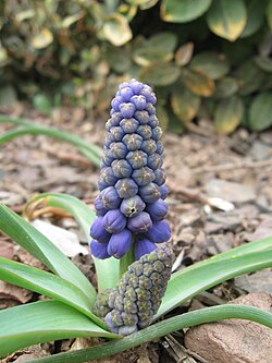 A bulb of Muscari has reproduced vegetatively underground to make two bulbs, each of which produces a flower stem.