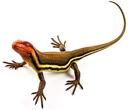 Restoration of Hylonomus from the Late Carboniferous of Canada, traditionally considered the oldest known reptile, but whose placement in the group has recently been questioned.[39]