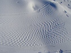 Beaver tail and footprints on snow.