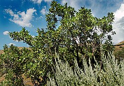 The Colorado hairstreak is found associated with the Gambel oak.