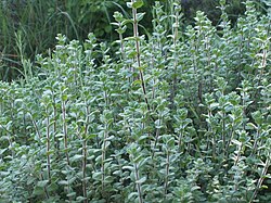 Origanum syriacum, in springtime