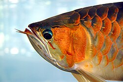 This Asian arowana has large, protruding barbels