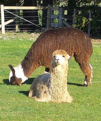 Suri alpacas