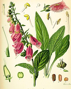 Digitalis purpurea drawings by Franz Köhler
