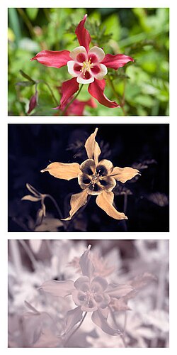 'Crimson star' in visible light, UV (showing nectar guides), and infrared