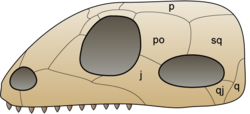 The original synapsid skull structure contains one temporal opening behind the orbitals, in a fairly low position on the skull (lower right in this image). This opening might have assisted in containing the jaw muscles of these organisms which could have increased their biting strength.