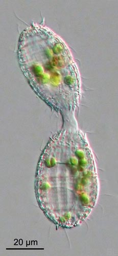Two ciliates join during conjugation to exchange their haploid nuclei via a cytoplasmic bridge.