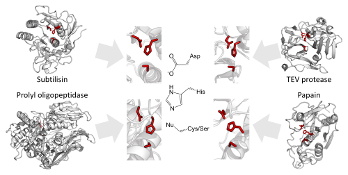 Evolutionary convergence of serine and cysteine protease towards the same catalytic triads organisation of acid-base-nucleophile in different protease superfamilies. Shown are the triads of subtilisin, prolyl oligopeptidase, TEV protease, and papain.