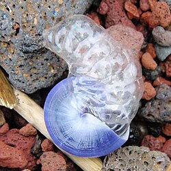 The common purple snail was named Helix janthina in 1758.