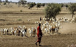 Maasai herder with his livestock in Kenya