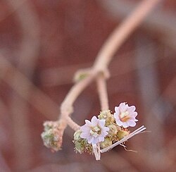 Mochi (Boerhavia coccinea) plant for which Los Mochis was named