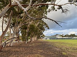 Leaf litter from these eucalypts contains chemicals which inhibit grass growth near the trees