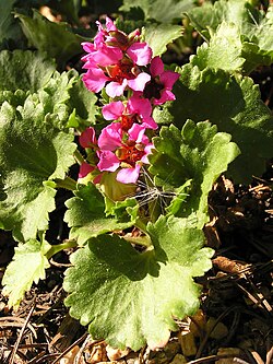 James' Telesonix (Telesonix jamesii) (Torr.) Raf.