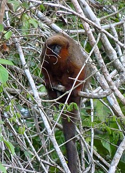 The "GoldenPalace.com monkey", which the website bought the naming rights to.