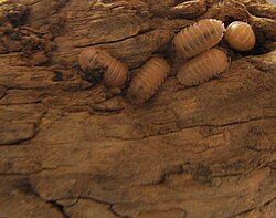 A conglomeration of Armadillidium sp. ''Lefkada'', currently an undescribed species in the isopod trade market.