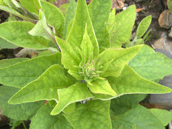 juvenile rosette