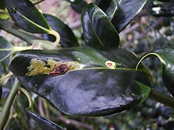 Larval mines of European holly leaf miner, Phytomyza ilicis