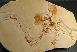 Fossil Jaguariba wiersemana specimen in the collection of the Natural History Museum, Berlin, Germany