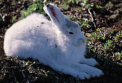 The hare is the animal that is used to represent the team.