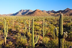 The Sonoran Desert in Arizona