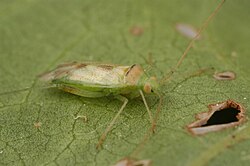 Creontiades dilutus
