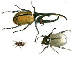 Scarabaeus hercules (now Dynastes hercules) was the first species in Linnaeus' class "Insecta".