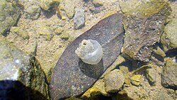 Tiger salamander egg on a leaf