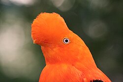A male Andean cock-of-the-rock, a species found in humid Andean forests and the national bird of Peru