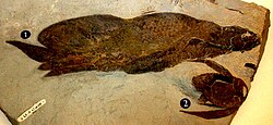 Fossil of lungfish Scaumenacia and antiarch placoderm Bothriolepis