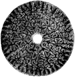 Cross-section of a labyrinthodont tooth
