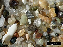 Sand from Pismo Beach, California. Components are primarily quartz, chert, igneous rock, and shell fragments.