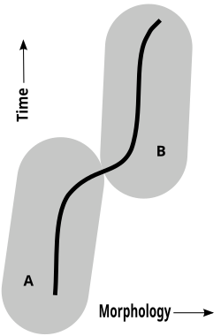 A chronospecies is defined in a single lineage (solid line) whose morphology changes with time. At some point, palaeontologists judge that enough change has occurred that two species (A and B), separated in time and anatomy, once existed.