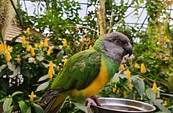 Senegal parrot in conservatory