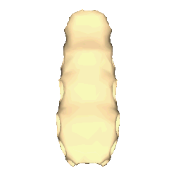 Body of Sternum