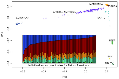 Genetic clustering of 128 African Americans, by Zakharia et al. (2009). Each vertical bar represents an individual. The color scheme of the bar plot matches that in the PCA plot.[265]