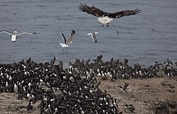 A bald eagle prepares to pick off a common murre from Colony Rock in Oregon Islands National Wildlife Refuge, Oregon, United States.