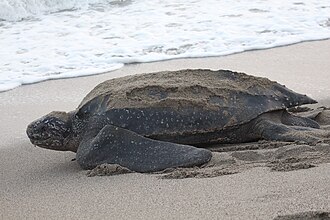Leatherback sea turtle (Dermochelys coriacea)