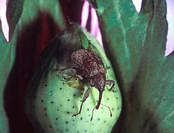 A boll weevil on a cotton boll