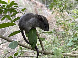 Rat on a tree branch