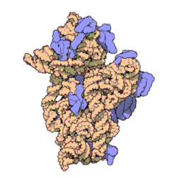 Molecular structure of the 30S subunit from Thermus thermophilus.[20] Proteins are shown in blue and the single RNA chain in brown.