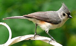 The tufted titmouse is restricted to North America.